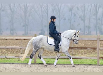 Connemara, Giumenta, 14 Anni, 151 cm, Leardo