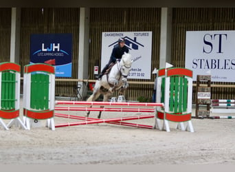 Connemara, Giumenta, 14 Anni, 151 cm, Leardo