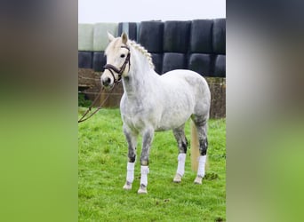 Connemara, Giumenta, 14 Anni, 151 cm, Leardo