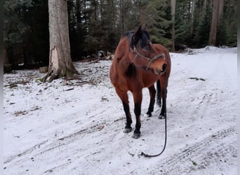 Connemara, Giumenta, 15 Anni, 138 cm, Baio scuro