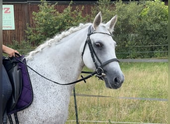 Connemara, Giumenta, 15 Anni, 147 cm, Grigio