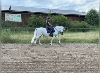 Connemara, Giumenta, 15 Anni, 147 cm, Grigio