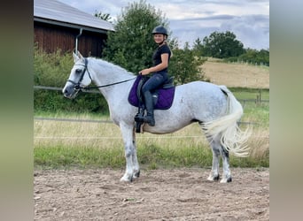 Connemara, Giumenta, 15 Anni, 147 cm, Grigio