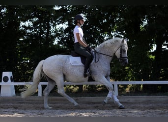 Connemara, Giumenta, 15 Anni, 148 cm, Grigio