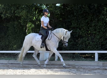Connemara, Giumenta, 15 Anni, 148 cm, Grigio