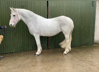 Connemara, Giumenta, 15 Anni, 148 cm, Grigio