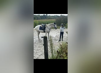 Connemara, Giumenta, 15 Anni, 150 cm, Grigio trotinato