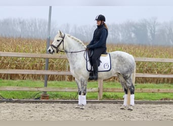 Connemara, Giumenta, 15 Anni, 151 cm, Leardo