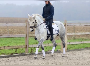 Connemara, Giumenta, 15 Anni, 151 cm, Leardo