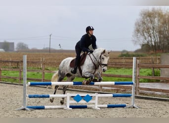 Connemara, Giumenta, 15 Anni, 151 cm, Leardo