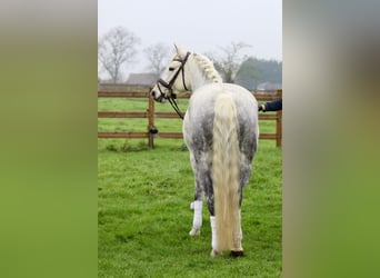 Connemara, Giumenta, 15 Anni, 151 cm, Leardo