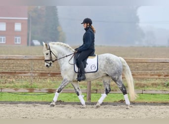 Connemara, Giumenta, 15 Anni, 151 cm, Leardo