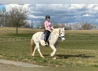 Connemara Mix, Giumenta, 15 Anni, 154 cm, Grigio