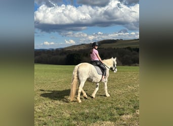 Connemara Mix, Giumenta, 15 Anni, 154 cm, Grigio