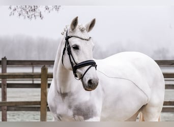 Connemara, Giumenta, 16 Anni, 153 cm, Grigio