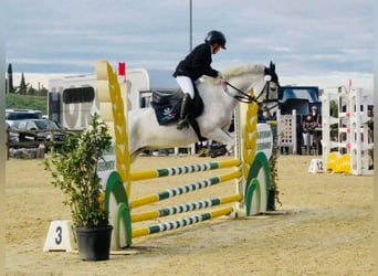 Connemara, Giumenta, 17 Anni, 138 cm, Grigio