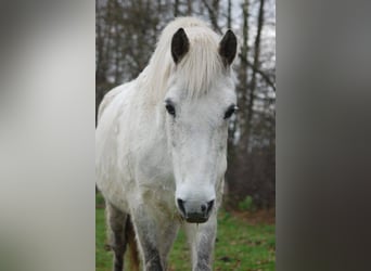 Connemara, Giumenta, 18 Anni, 144 cm, Grigio