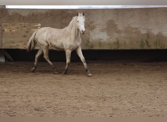 Connemara Mix, Giumenta, 1 Anno, 150 cm, Cremello