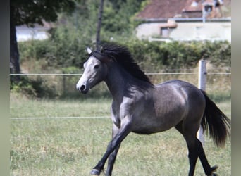 Connemara, Giumenta, 1 Anno, Grigio