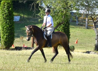 Connemara, Giumenta, 2 Anni, 140 cm, Falbo