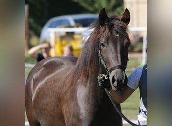 Connemara, Giumenta, 2 Anni, 140 cm, Falbo