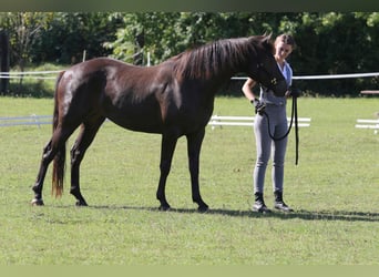 Connemara, Giumenta, 2 Anni, 140 cm, Falbo