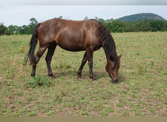 Connemara, Giumenta, 2 Anni, 140 cm, Falbo