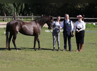 Connemara, Giumenta, 2 Anni, 140 cm, Falbo