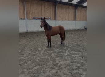 Connemara, Giumenta, 2 Anni, 142 cm, Baio