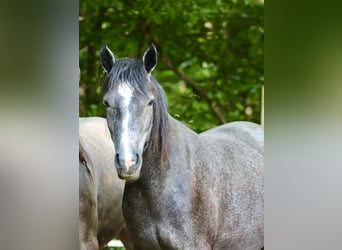 Connemara, Giumenta, 2 Anni, 146 cm