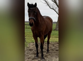 Connemara, Giumenta, 2 Anni, 151 cm, Baio