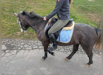 Connemara, Giumenta, 3 Anni, 140 cm, Leardo