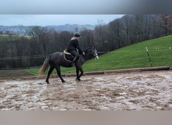 Connemara, Giumenta, 3 Anni, 140 cm, Leardo