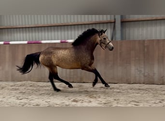 Connemara, Giumenta, 3 Anni, 144 cm, Pelle di daino