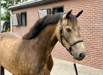 Connemara, Giumenta, 3 Anni, 144 cm, Pelle di daino