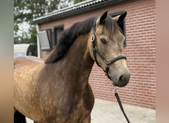 Connemara, Giumenta, 3 Anni, 144 cm, Pelle di daino