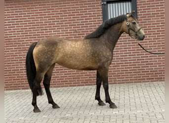 Connemara, Giumenta, 3 Anni, 144 cm, Pelle di daino