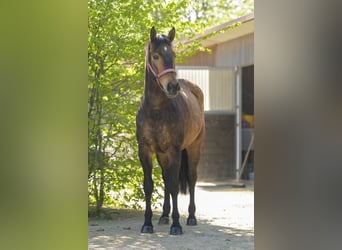 Connemara Mix, Giumenta, 3 Anni, 145 cm, Baio