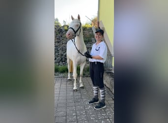 Connemara, Giumenta, 3 Anni, 147 cm, Cremello