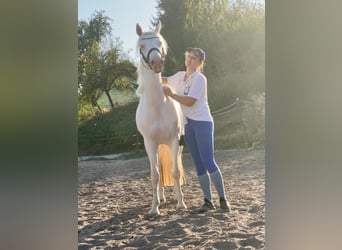 Connemara, Giumenta, 3 Anni, 147 cm, Cremello