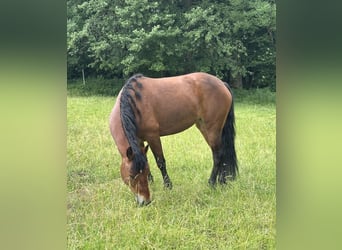 Connemara, Giumenta, 3 Anni, 148 cm, Baio
