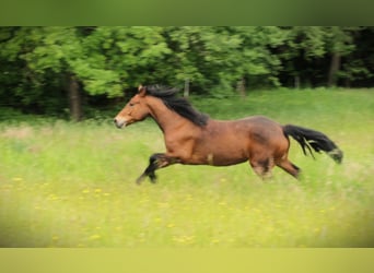Connemara, Giumenta, 3 Anni, 148 cm, Baio
