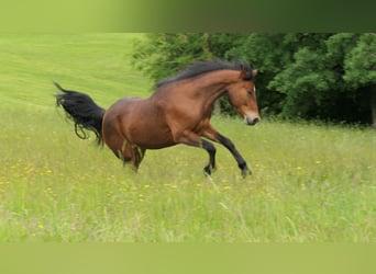 Connemara, Giumenta, 3 Anni, 148 cm, Baio