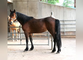 Connemara, Giumenta, 3 Anni, 148 cm, Baio