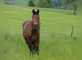 Connemara, Giumenta, 3 Anni, 148 cm, Baio