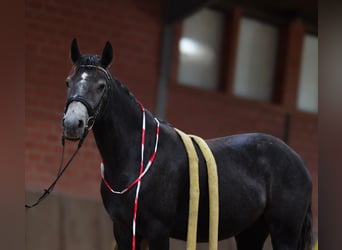 Connemara, Giumenta, 3 Anni, 148 cm, Grigio ferro