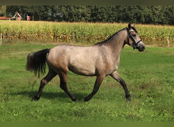 Connemara, Giumenta, 3 Anni, 150 cm, Falbo baio