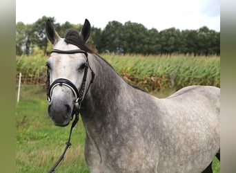 Connemara, Giumenta, 3 Anni, 150 cm, Leardo
