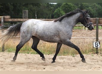Connemara, Giumenta, 3 Anni, Roano rosso