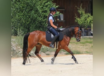 Connemara, Giumenta, 4 Anni, 139 cm, Baio